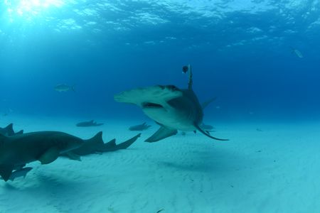A Hammerhead shark swims off the coast of Bimini, Bahamas. (National Geographic)