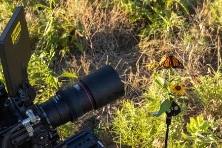 A Monarch butterfly is filmed on a flower. (National Geographic for Disney/Sally McLennan)
