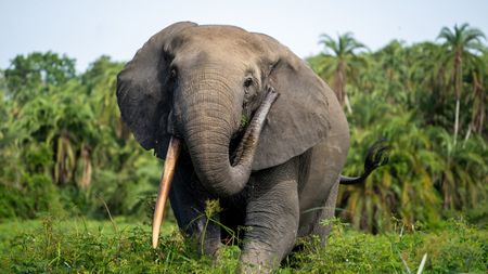 Forest elephant tusks are denser than those of Savanna elephants, making their ivory easier to carve and highly prized.  (National Geographic for Disney/Sebastian Blach)