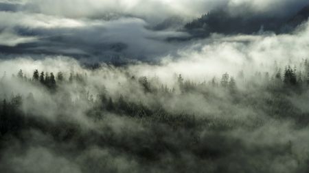 Fog blankets the rainforests in the valleys of Olympic National Park. (credit: National Geographic/Andrew Studer)