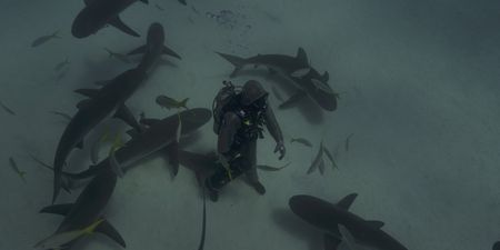 A diver stands on the sea bed surrounded by caribbean reef sharks. (Big Wave Productions)