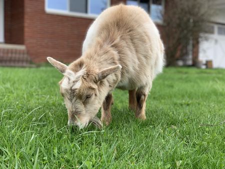Nono, the Pol family's goat, eating grass at the Pol family's farm. (National Geographic)