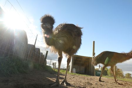Two emus walk around the Pol family farm's animal pasture. (National Geographic )