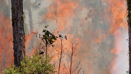 A blazing fire in the pine rockland forest of the Everglades sends visible heat waves shimmering through the air. (credit: National Geographic/Jake Hewitt)