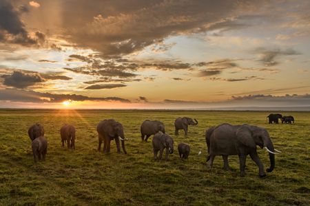 A herd of African elephants walks at sunset across the plains of Africa. (National Geographic for Disney/Oscar Dewhurst)