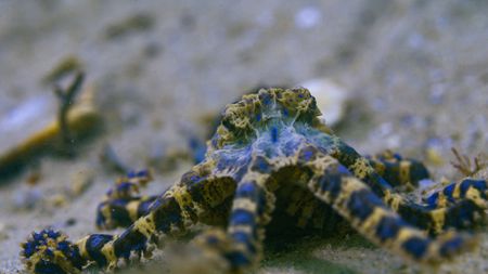 A Blue-ringed octopus (Hapalochlaena maculosa) displays bright blue rings, a warning that the venom in her bite is deadly. (National Geographic)
