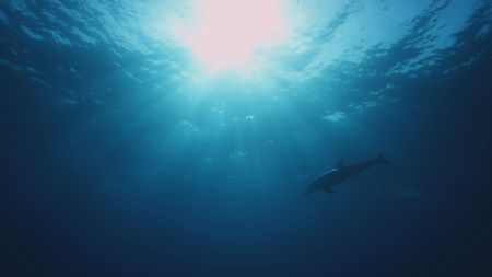 Spotted dolphin at surface with sun in background. (BBC Motion Gallery - BBC Natural History/BBC Motion Gallery)