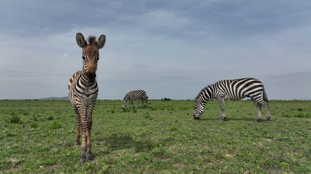 A very young zebra stands in the plains of the Serengeti. (National Geographic for Disney/Adam Clarke)