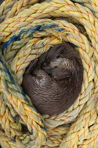 Molly curled up and asleep in a rope coil. (credit: National Geographic/Johnny Rolt)