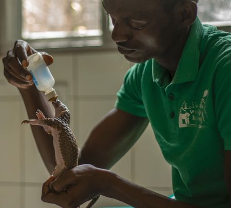 Beyan Borbor feeding the Wallah the pangolin. (Big Wave Productions)