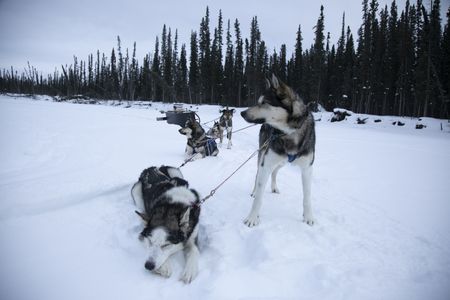 Andy Bassich's dogs resting while they travel looking for caribou. (BBC Studios Reality Productions, LLC/JR Masters)