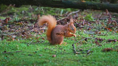 A red squirrel eats a nut in United Kingdom. (Getty Images)