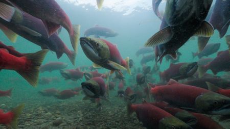 Migrating sockeye salmon. (credit: National Geographic/Dawson Dunning)