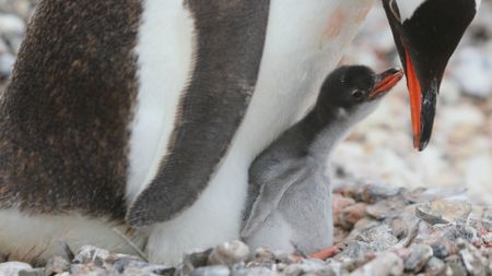 Penguin feeding chick. (Getty Images)