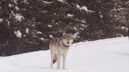 A wolf standing as it is snowing.(National Geographic)