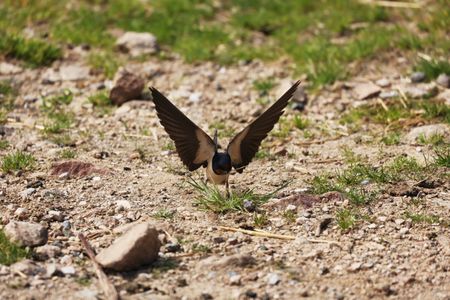 A barn swallow collects straw from the ground for nest materials. (National Geographic for Disney/Imogen Prince)