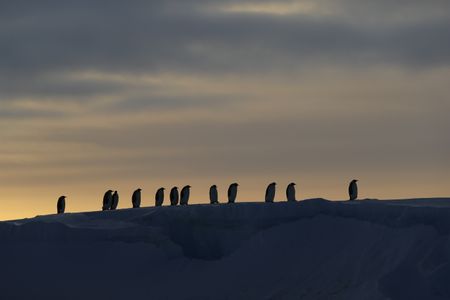 Emperor penguins walking up a hill in the dusk. (credit: National Geographic/Alex Ponniah)