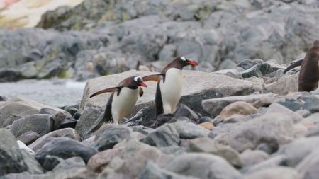 Penguins walk away from water. (Getty Images)