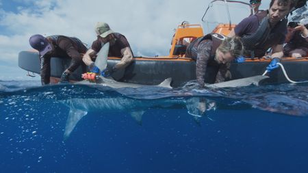 Matt Smukall, Aldo Kane, Erin Spencer and Eric Stackpole take measurements of the great hammerhead shark they have just pulled up. They will attach a video and accelerometer tag to further measure its movement metrics. (National Geographic)
