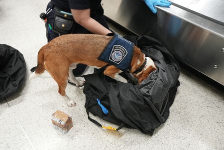 Agriculture Specialist Ortiz's K-9, Snoopee, sniffs a passenger's luggage next to the baggage claim belt in order to detect prohibited items. in Miami, Fla. (National Geographic)