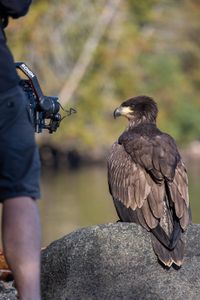 A trained juvenile male bald eagle is filmed while sitting on the shoreline. (National Geographic for Disney/Maia Sherwood-Rogers)