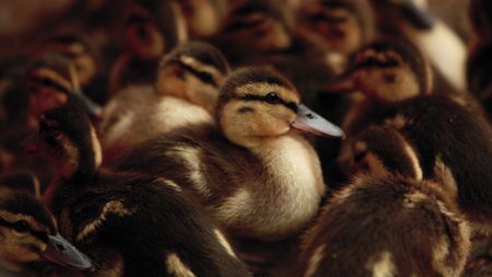 A group of ducklings. (Staying Wild Productions Inc.)