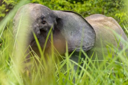 Forest elephant can be spotted between the dense vegetation of the rainforest, Odzala National Park.  (National Geographic for Disney/Fleur Bone)
