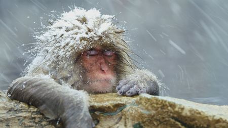 Macaque sat in hot spring. (Getty Images)