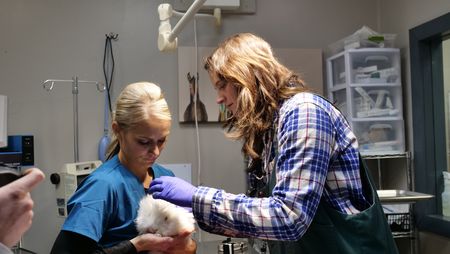 Val Sovereign holds Snowball the bunny after Dr. Erin Schroeder removed a pin from his cheek. (National Geographic)