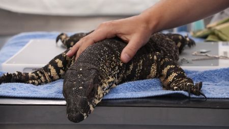 Close up a Lizard being held on a table. (EEQ Media Group/Jackie Munro)