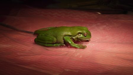 Close up of a green frog. (EQ Media Group/Jackie Munro)