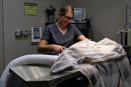 Vet tech Laurel Driver checks in to make sure the heated blanket is keeping Franklin warm enough to get his body temperature at a normal level after his surgery. (National Geographic)