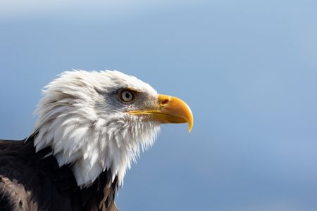 An adult bald eagle looks out. (National Geographic for Disney/Maia Sherwood-Rogers)