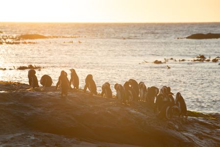 A group of African penguins standing on the beach backlit by the setting sun preening their feathers against the backdrop of the sea.  (credit: National Geographic/Rob Slater)