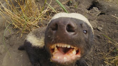 Honey badger looking into camera and snarling in South Africa . (Getty Images)