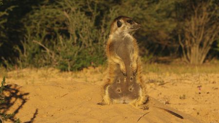 Female Meerka sitting upright. (Getty Images)