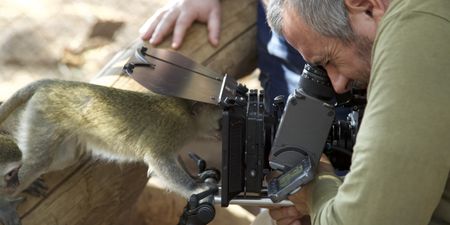 Vervet monkey with its face in the camera. (Big Wave Productions)