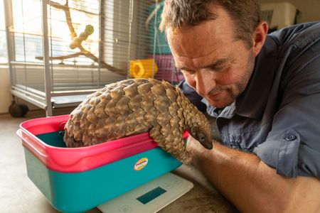 Giles Clark weighs Archie the baby pangolin. (National Geographic/Cherique Pohl)