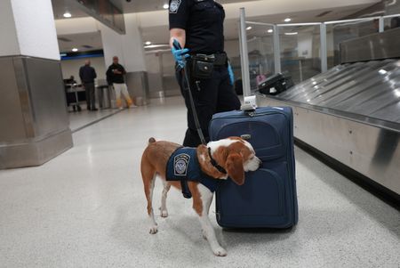 Agriculture Specialist Ortiz's K-9, Snoopee, is alerting to a passenger's luggage next to the baggage claim belt. in Miami, Fla. (National Geographic)