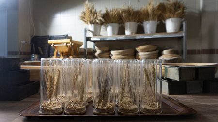 Stalks of heritage wheat are preserved at Hakan Do?an's bakery, Pasto, in Bursa, Turkey. (National Geographic/Madeline Turrini)