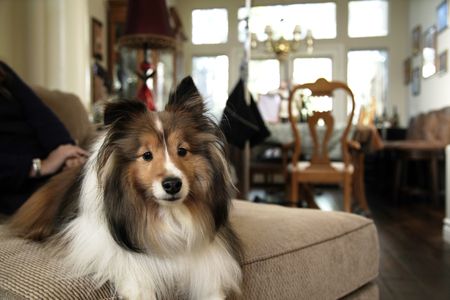 Tavi sitting at home. (National Geographic)