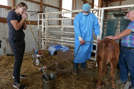 Vet tech Laurel Driver assists Dr. Ben Schroeder with Gypsy the cow's rumenotomy, while owner Jim Pearson holds her still. (National Geographic)