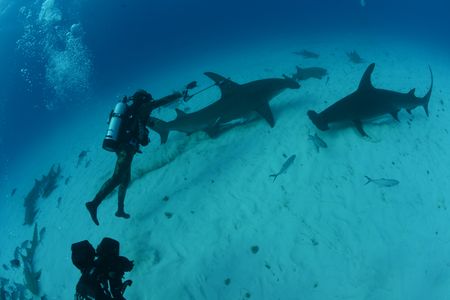 Matt Smukall tags a great hammerhead shark. (National Geographic/James Loudon)