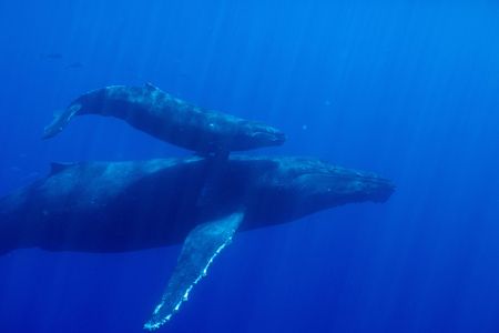 A humpback mother and calf swim through Hawaii's clear blue waters. (National Geographic for Disney/Kim Jeffries)