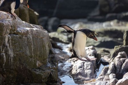A Southern rockhopper penguin lives up to its name. (National Geographic for Disney/Robin Hoskyns)