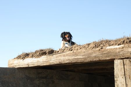 Dax, Ben Reinhold's dog, lays on top of the Pol family farm's soon-to-be earth-sheltered sheep hut. (National Geographic )