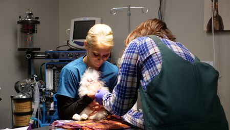 Val Sovereign assists Dr. Erin Schroeder in removing a pin from Snowball the bunny's cheek. (National Geographic)