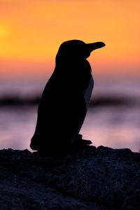 An adult Galapagos penguin standing on a rock silhouetted by the setting sun.  (credit: National Geographic/Bertie Gregory)