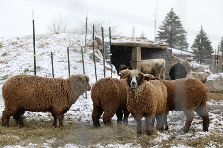 Four pregnant merino sheep stand outside of the sheep hut, in the snowy Pol family farm animal pasture. (National Geographic)