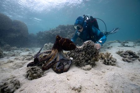 Dr. Alex Schnell joins an actively foraging Day octopus (Octopus cyanea) on the Great Barrier Reef.   (photo credit: National Geographic/Craig Parry)